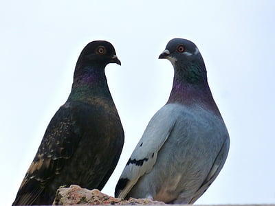 pigeons, couple, white background, birds, fauna