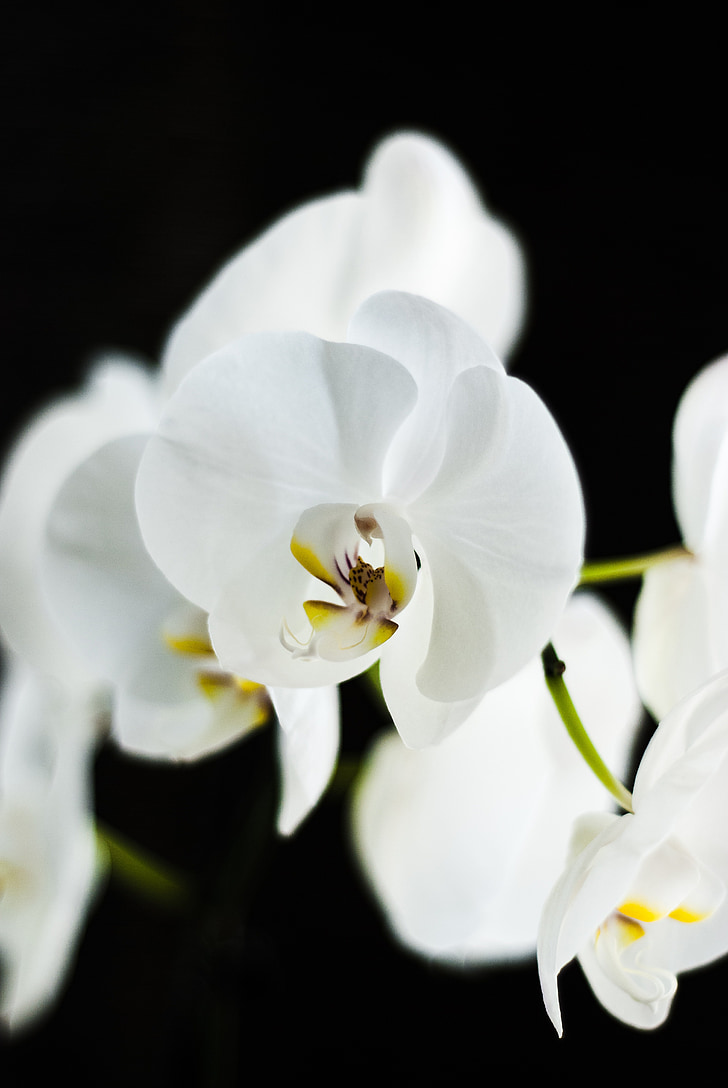 Orchid, blomma, bruncher, vit