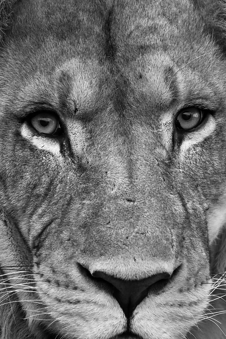 lev, živečih, oči, živali, prosto živeče živali, lev - mačji, zveri