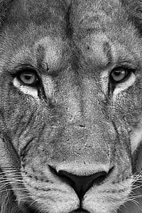 Lion, vie sauvage, yeux, animal, faune, Lion - féline, carnivore