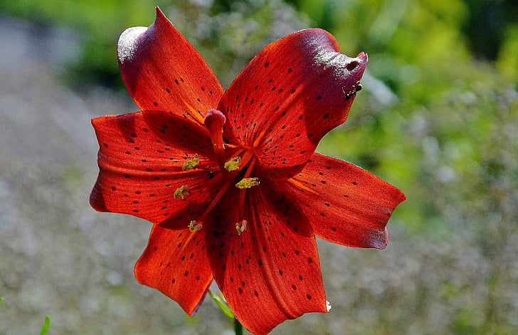 žlto-červené denivka, Lily, hemerocallis, fulva, Flora, červená, kvet