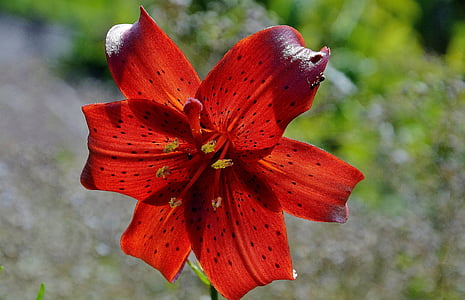 gul-röd daglilja, Lily, Hemerocallis, fulva, Flora, röd, blomma