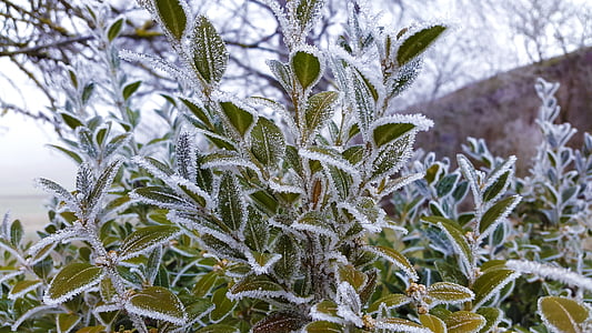Frost, madura, escarcha, invierno, frío, congelados, naturaleza
