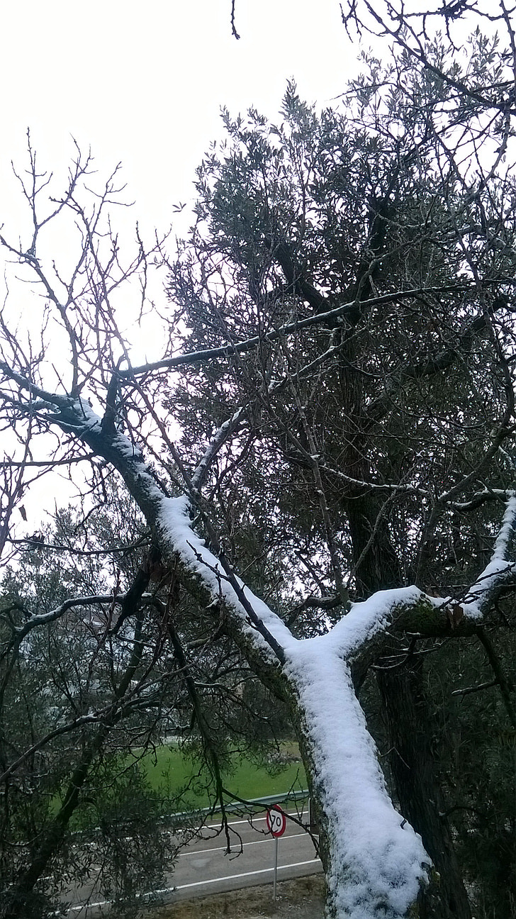 snow, tree, branch, winter, cold, nevada, white
