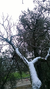 sniega, koks, filiāle, ziemas, auksti, Nevada, balta