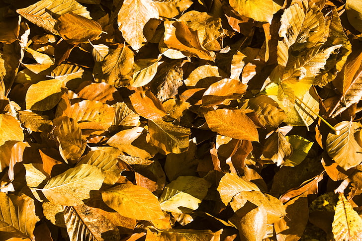 hojas de haya, hojas, otoño, surgen, follaje de otoño, colores de otoño, hojas de otoño