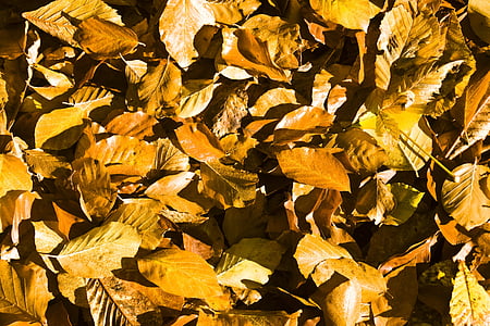 foglie di faggio, foglie, autunno, emergono, fogliame di caduta, colori d'autunno, fogli di caduta