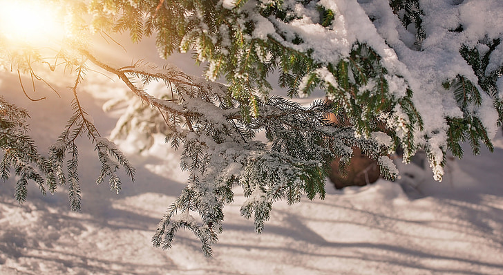 branches, esthétique, hiver, neige, neigeux, lumière du soleil, éclairage