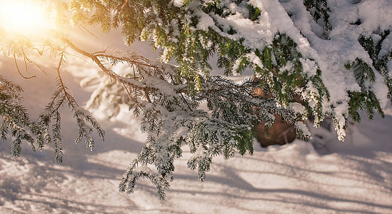 sucursales, estética, invierno, nieve, cubierto de nieve, luz del sol, iluminación