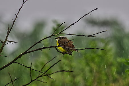 kikiwi, Guyana, dážď