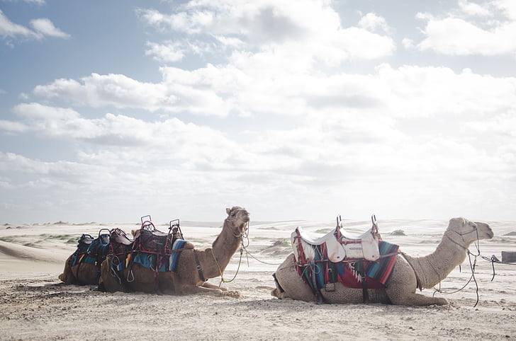 καμήλα, ζώο, έρημο, φύση, τοπίο, σύννεφα, ουρανός