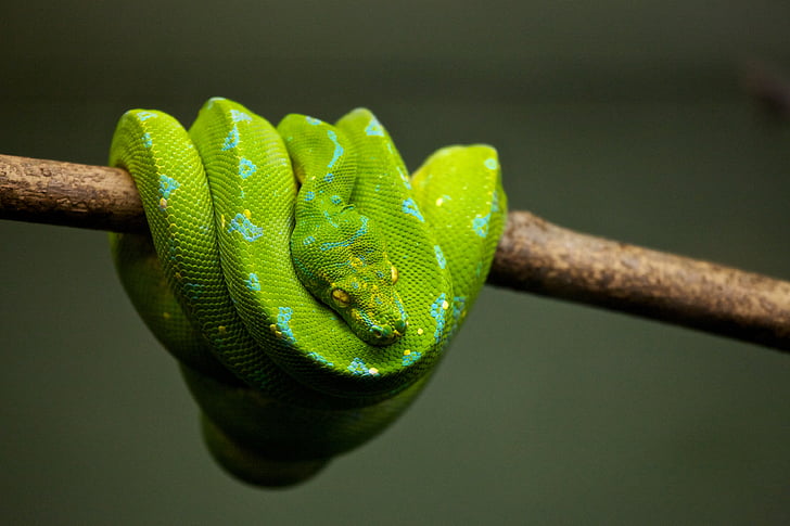 verde, Viper, serpiente, reptil, hasta, color verde, un animal