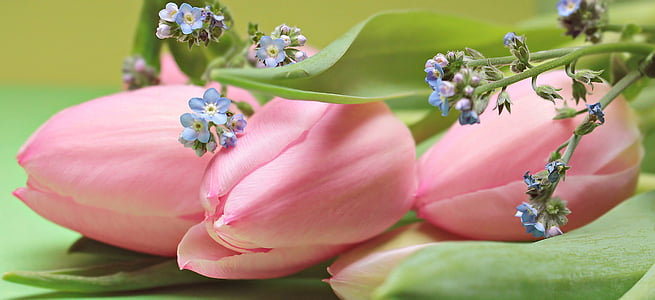 tulips, flowers, forget me not, bloom, spring, nature, spring flowers