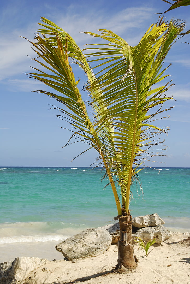 Dom atstovas, Dominikos Respublika, Karibai, atostogų, Saulė, svajonių atostogoms, palmės