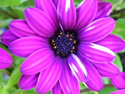 purple, white, flower, small flower, white purple, wild flower, flowers