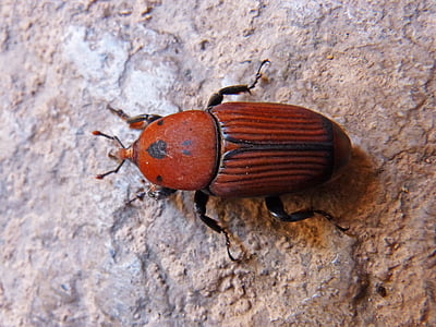Käfer, Orange, gerieben, Detail, Orange-Käfer, gestreift