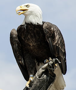 Adler, looma, lind, Raptor, röövlind, Bald eagle, kiilas kotkaid