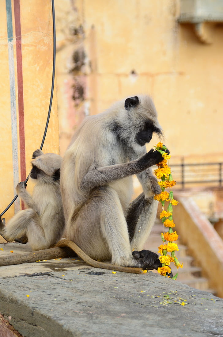 macaco, flores, comida, Palácio, Índia, mamífero, animal
