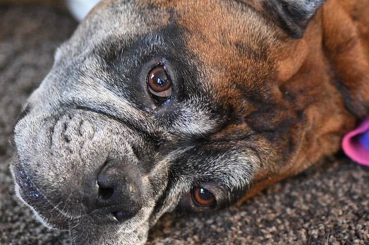 Winston, Hund, Closeup