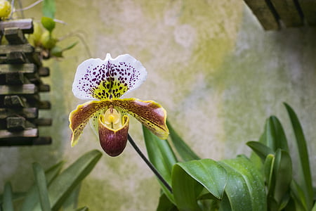 орхидея, цвете, флорални, природата, Блосъм, Блум, тропически