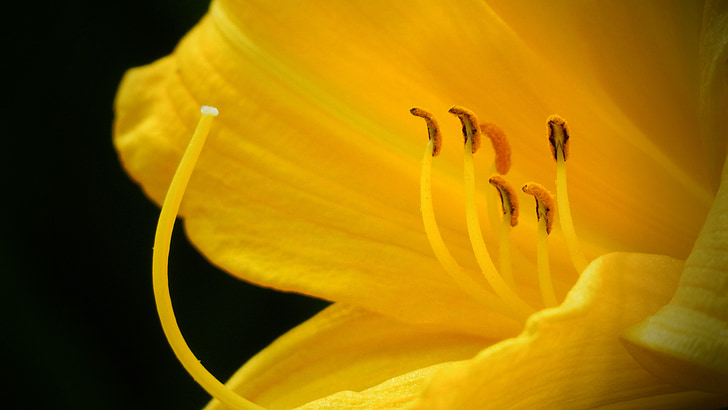 keltalilja, Lilium monadelphum, žlutý květ, léto, odvaha, naděje