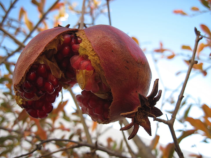 pomegranate, summer, mediterranean, sweet, love apple, ripe, burst