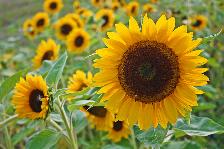 sunflower, flowers, yellow, nature, field