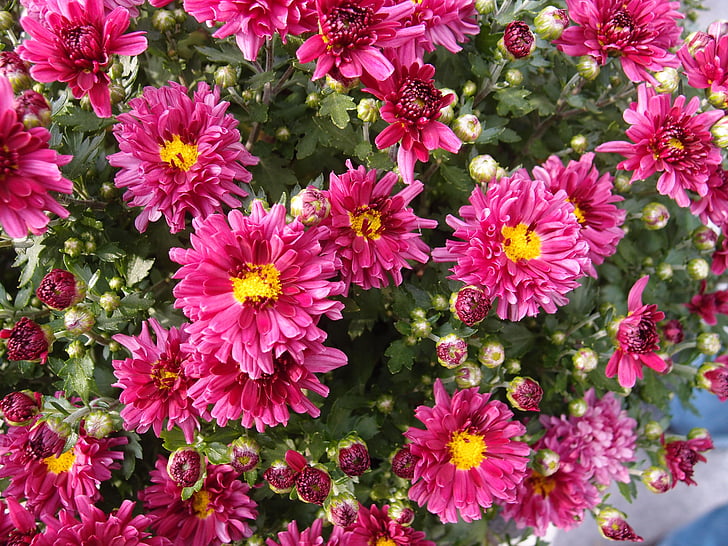 Chrysanthemum, blomster, Pink, mums