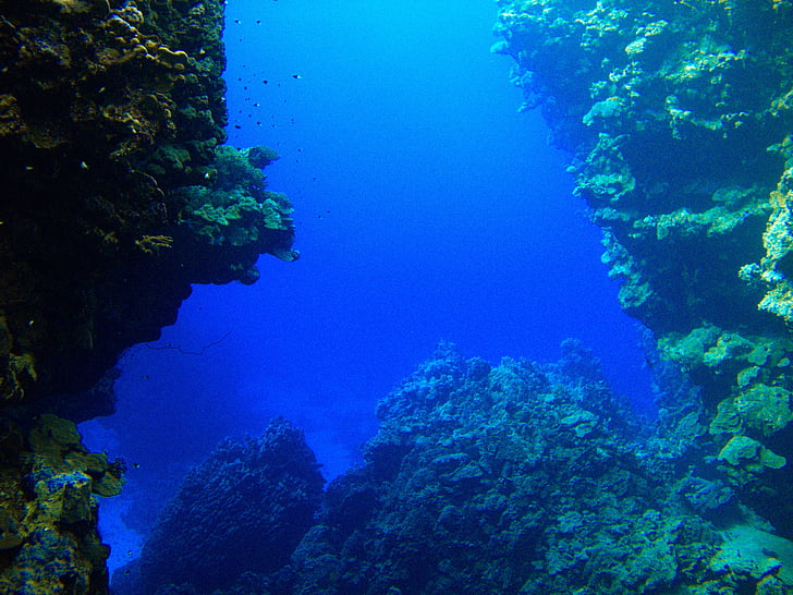 barriera corallina, rotesmeer, sott'acqua