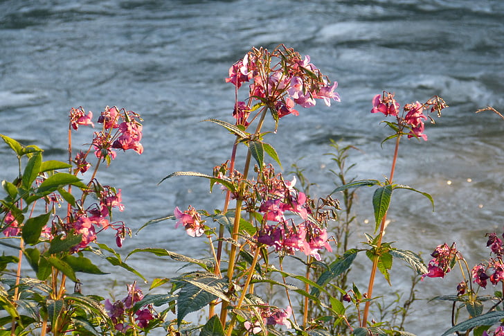 Bàlsam, springkraut Índia, l'aigua, flor, planta, llavors, flor