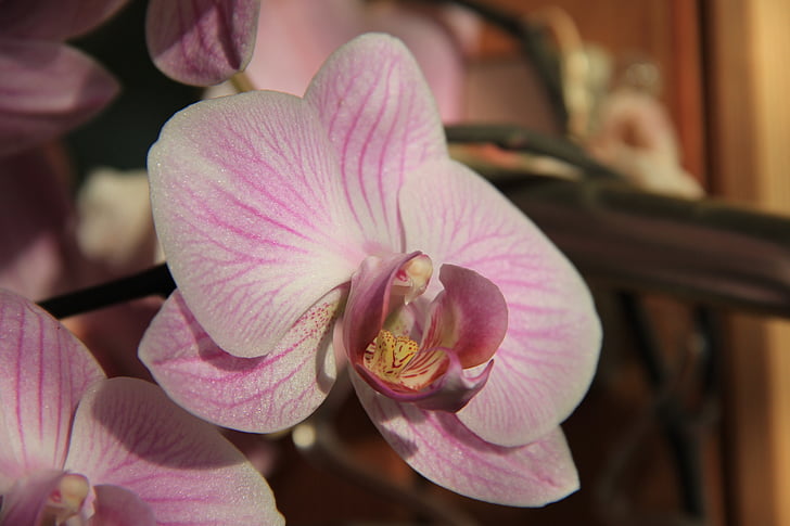 orchidea, kvet, Slnečné svetlo, ružová, Moth orchidea, Príroda, rastlín