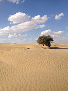 poušť, Indie, Příroda, trnitá, vyprahlé, hloh, obloha