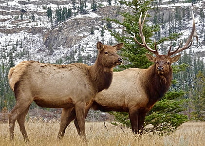 Elk, parohy, samica, Male, Wilderness, voľne žijúcich živočíchov, Mate