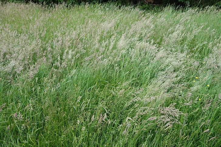 Grass, Wind, Sommer