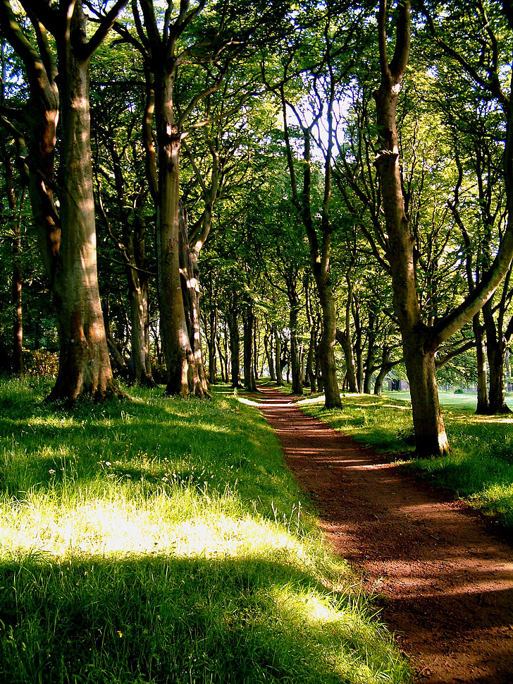 trees, red, path, park, forest, footpath, walk