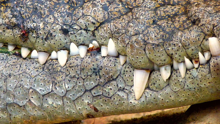 photo, bouche, en journée, crocodile, fermer, dangereuses, Predator