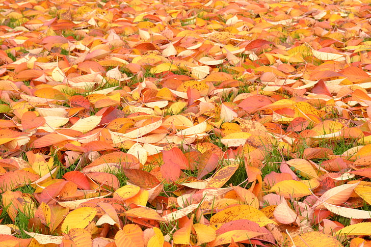 podzimní listí, kaštanová/bordó, přírodní
