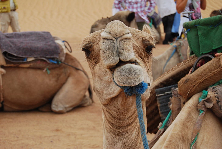 camel, desert