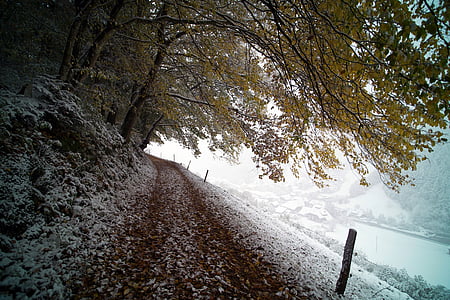 дерева, краєвид, сніг, взимку, холодної, листя, лід
