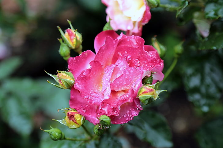 Japani, nousi, Rose pink, kukat, kukka