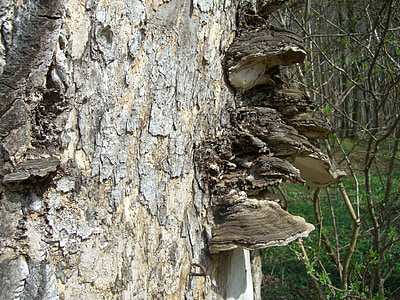 tree fungus, baumschwamm, log