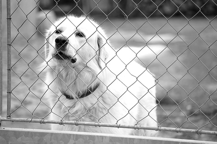Slovakų čuvač, baltas šuo, grėsmė, lojimas, auklės paslaugos, mielas, už vartų