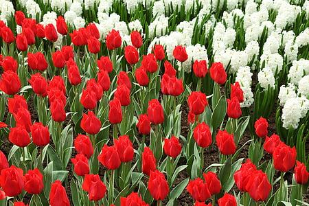 güzel, Bloom, çiçeği, Renk, renkli, Hollanda dili, Flora