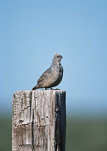 scaled quail, perched, post, bird, fowl, wildlife, game bird