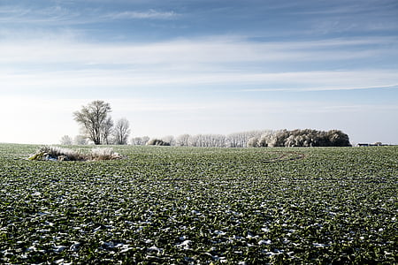 field, harvest, nature, agriculture, cold, ice, green