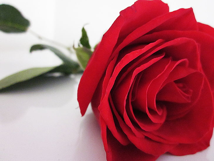 ruža, Crveni, cvijet, ljubav, romansa, priroda, Valentinovo