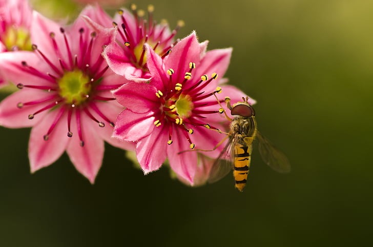 hoverfly, urechelniţă, gradina, floare, floare, roz, mimetism