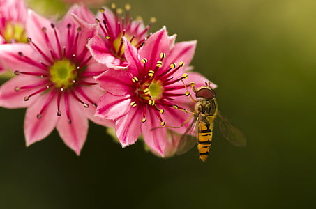 hoverfly, houseleek, garden, blossom, bloom, pink, mimicry