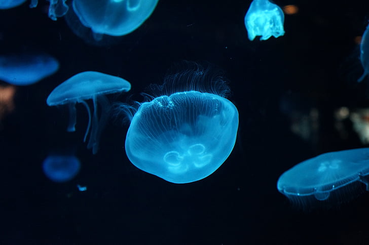 meduses, Aquari, Mar, sota l'aigua, animal, natura, vida silvestre