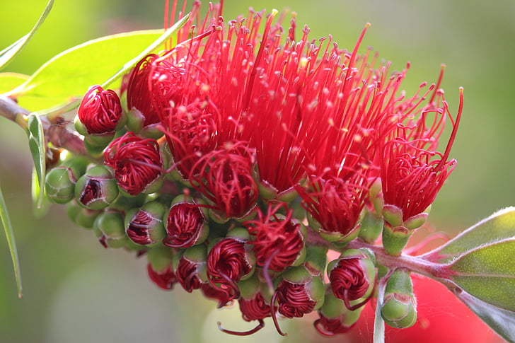 callistemon, drobnocvetni, Avstralski rojsten sadika, cvet, rdeča, grm, narave